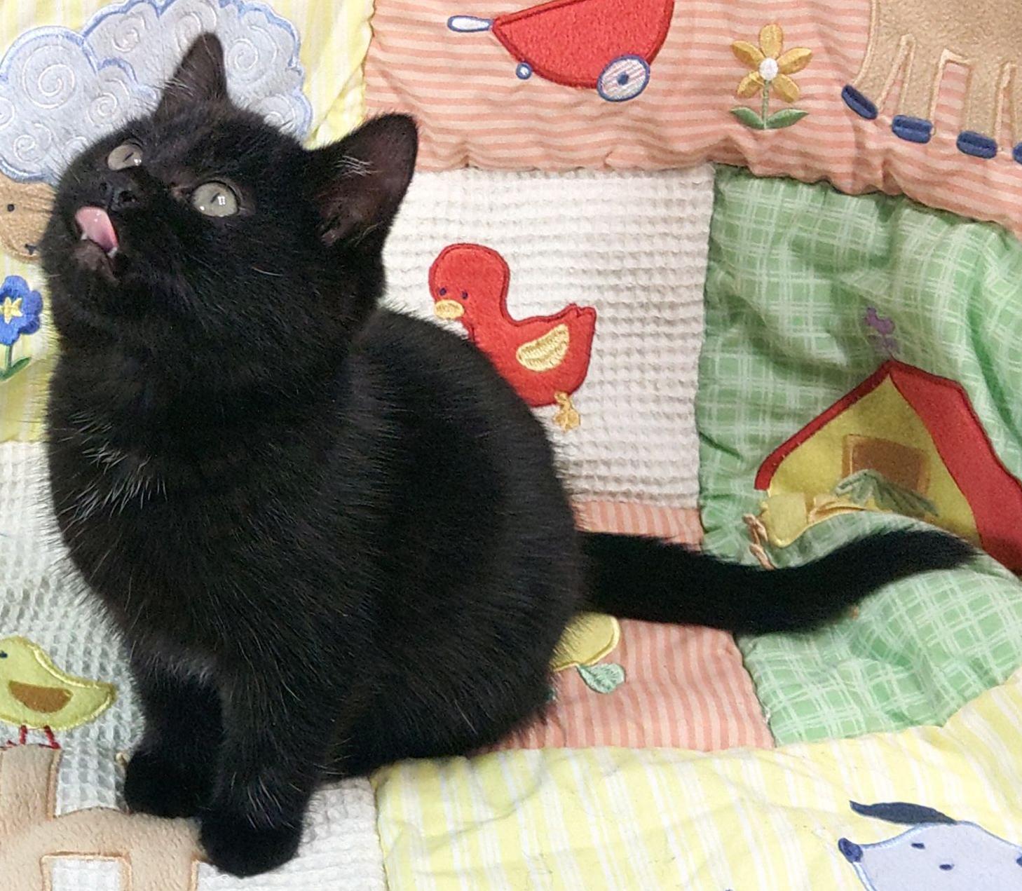 Bagheera, a Adoptable mixed breed in Lake Oswego, OR image 3/3