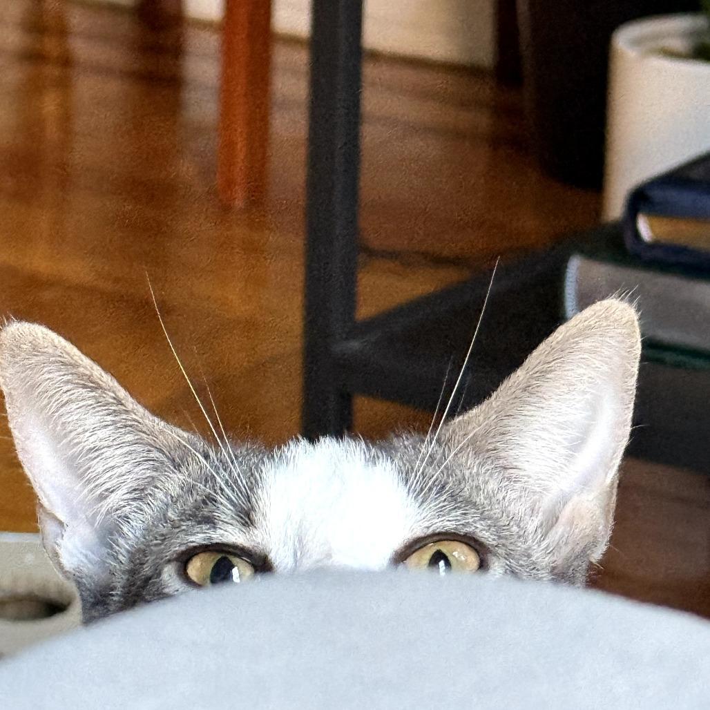 Enlarge Shelby, a Adoptable Domestic Short Hair in Brooklyn, NY image 1/6