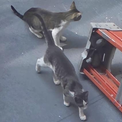 Enlarge Shelby, a Adoptable Domestic Short Hair in Brooklyn, NY image 2/6