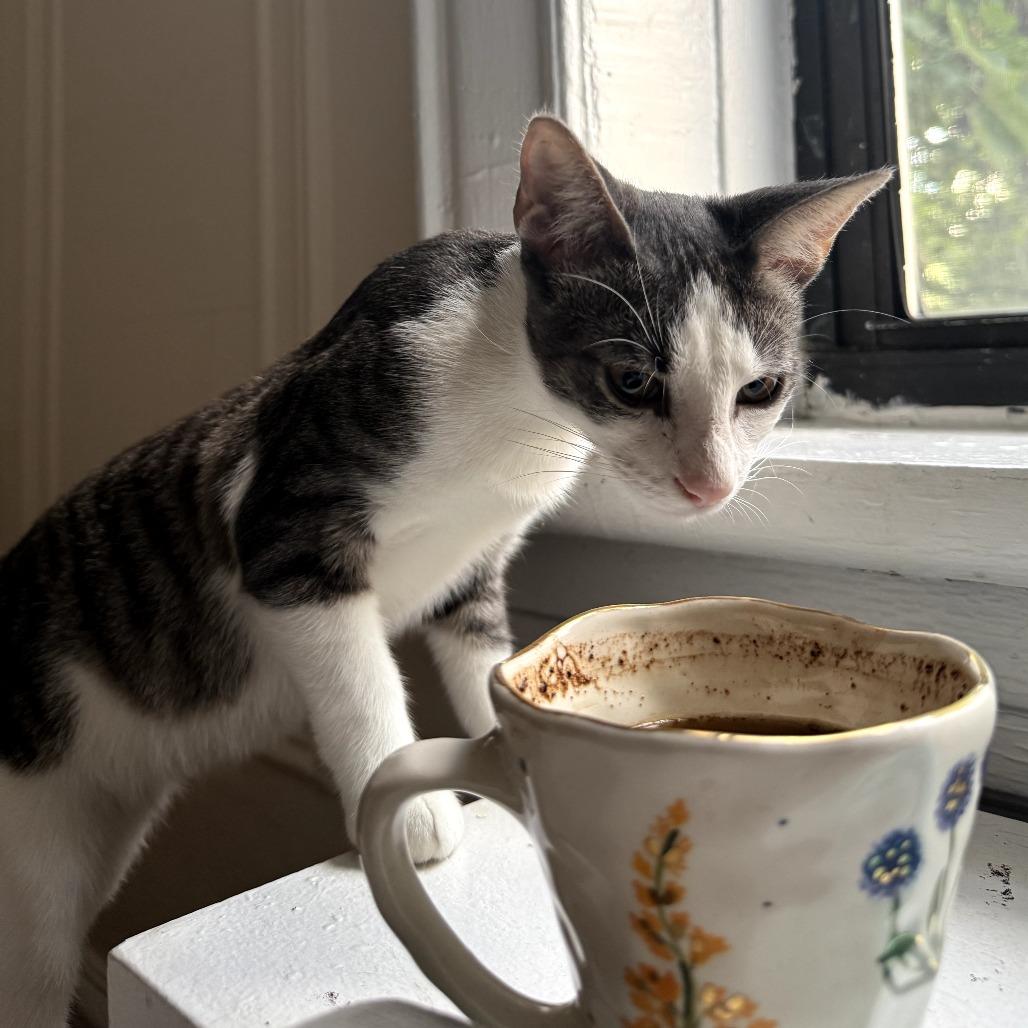 Enlarge Shelby, a Adoptable Domestic Short Hair in Brooklyn, NY image 3/6