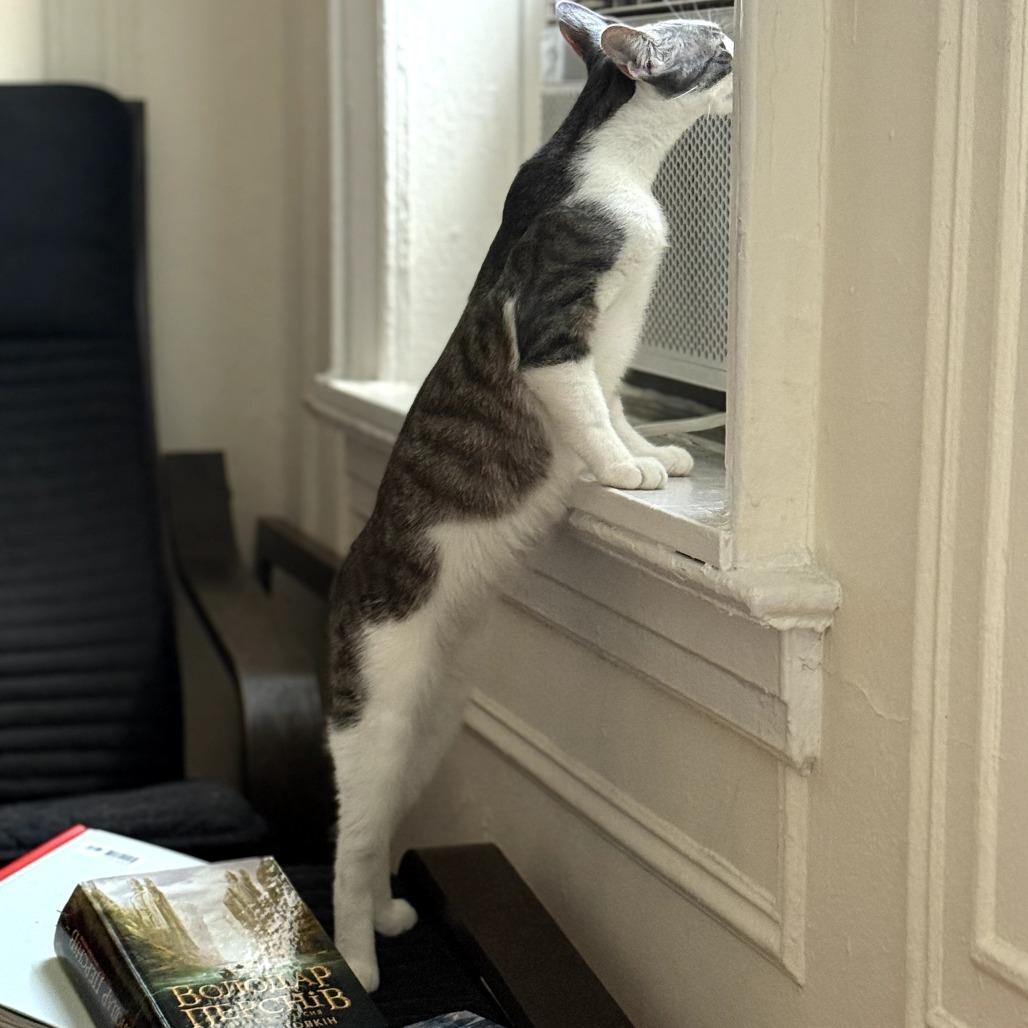 Enlarge Shelby, a Adoptable Domestic Short Hair in Brooklyn, NY image 4/6