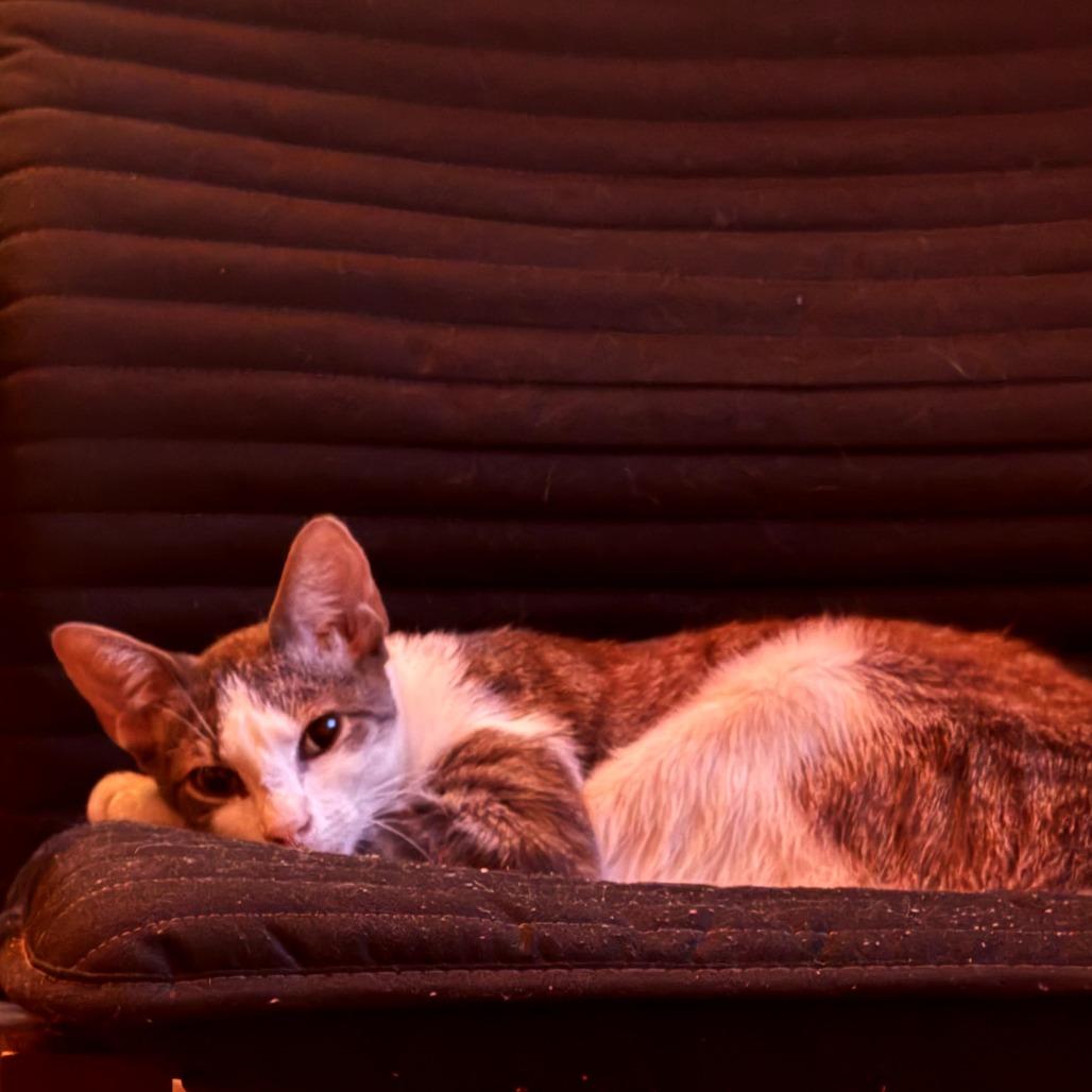 Enlarge Shelby, a Adoptable Domestic Short Hair in Brooklyn, NY image 5/6