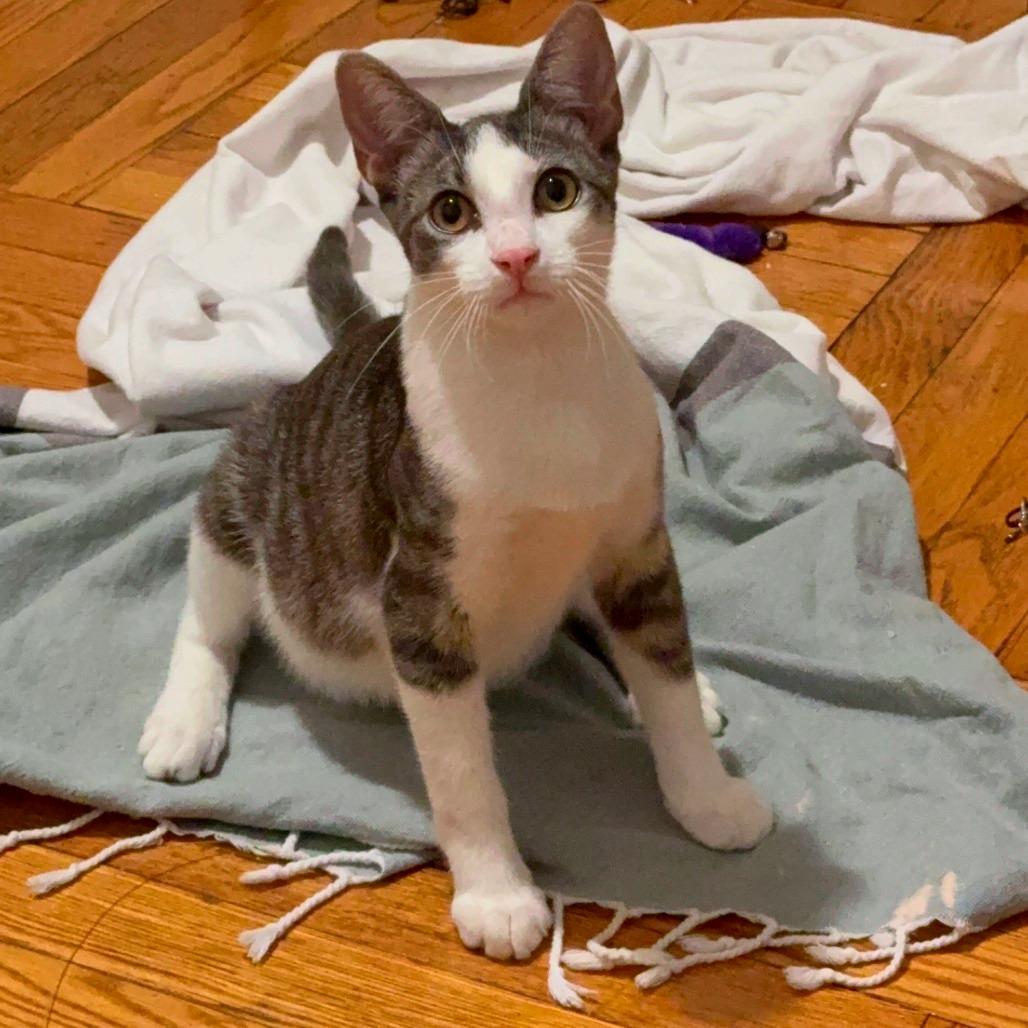 Enlarge Shelby, a Adoptable Domestic Short Hair in Brooklyn, NY image 6/6