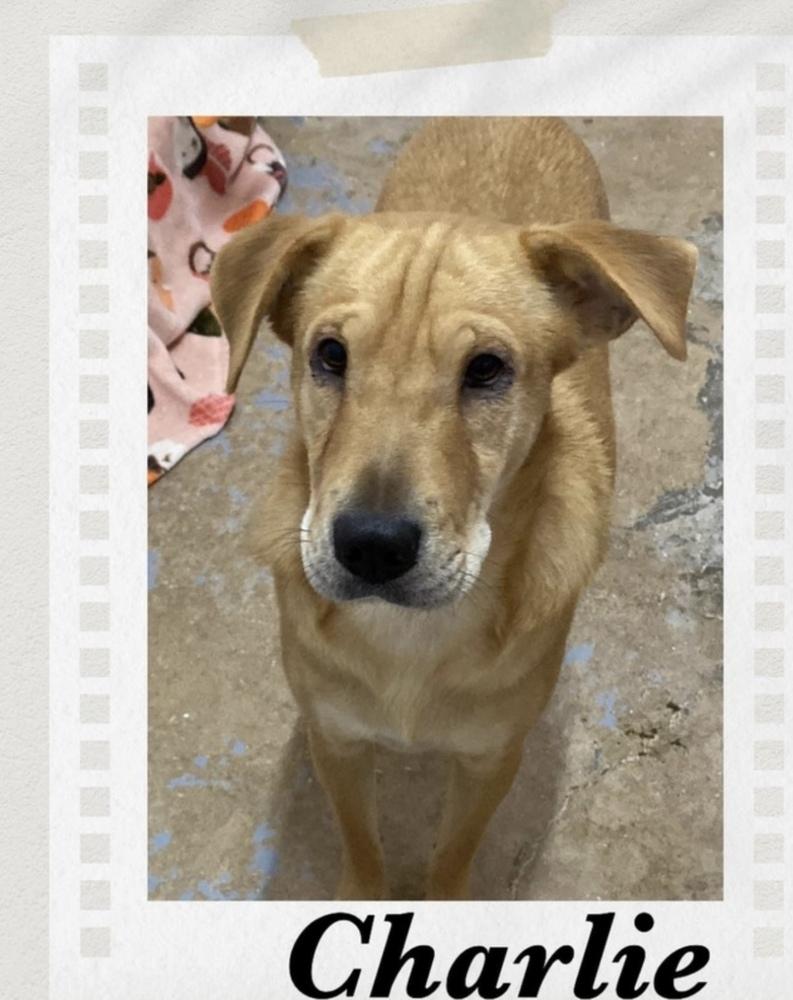 Charlie, a Adoptable mixed breed in Puerto Penasco, SON image 1/2