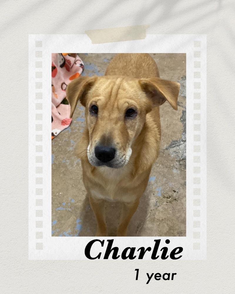 Charlie, a Adoptable mixed breed in Puerto Penasco, SON image 2/2