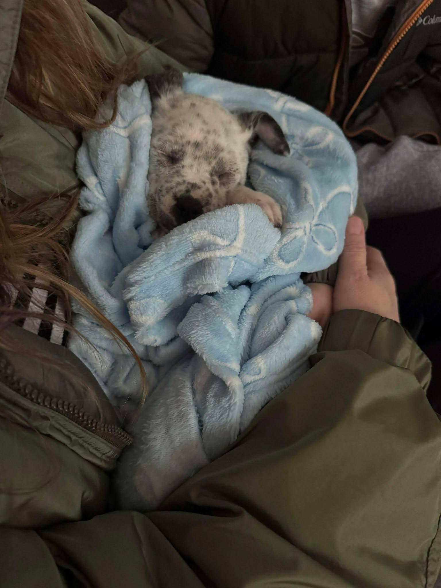 Enlarge Snickerdoodle, a ADOPTABLE Mixed Breed in St. Clairsville, OH image 2/2