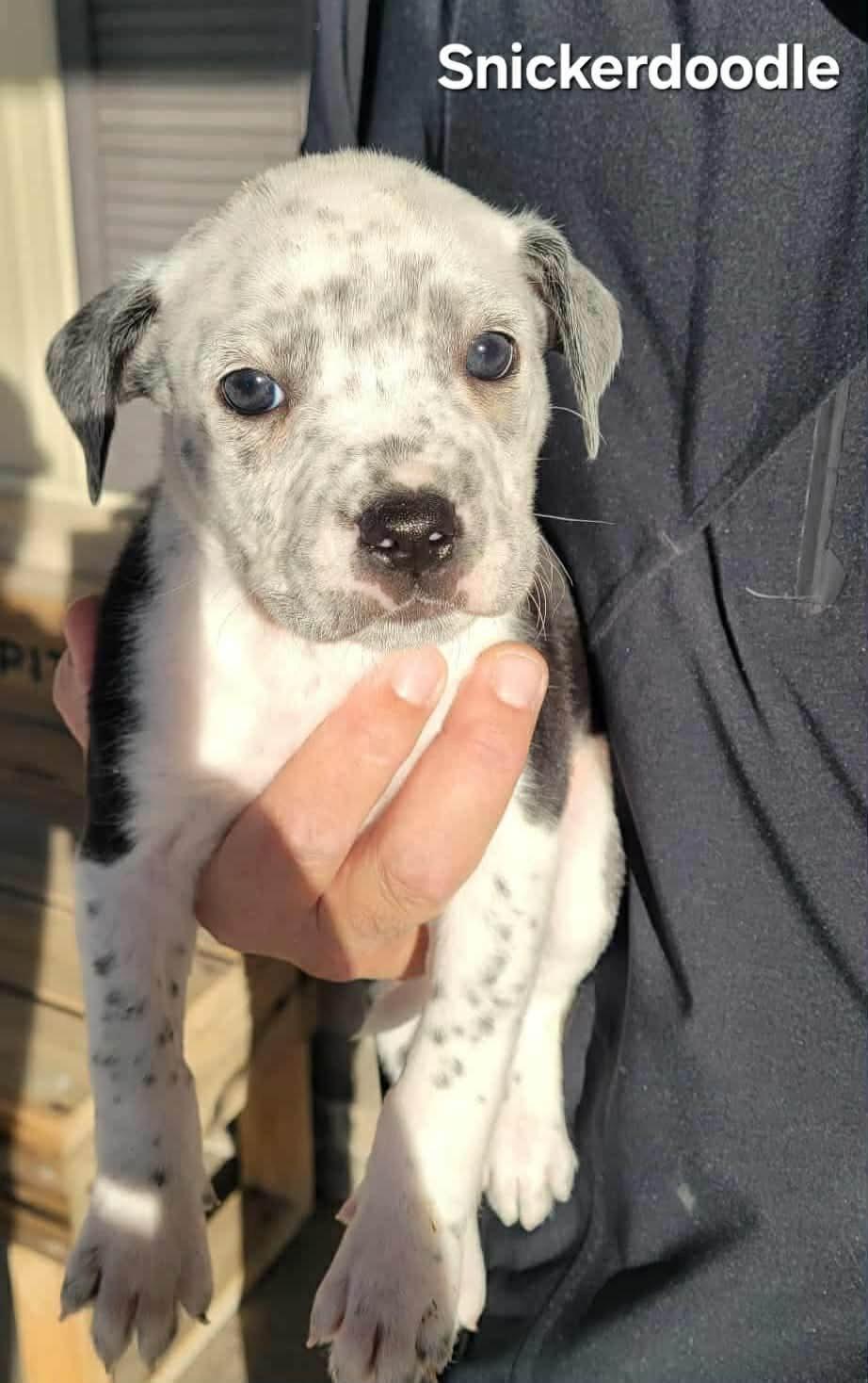 Snickerdoodle, ADOPTABLE, Puppy Female Mixed Breed.