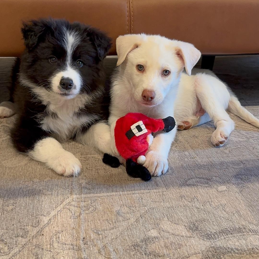 Marshmallow thumbnail 2