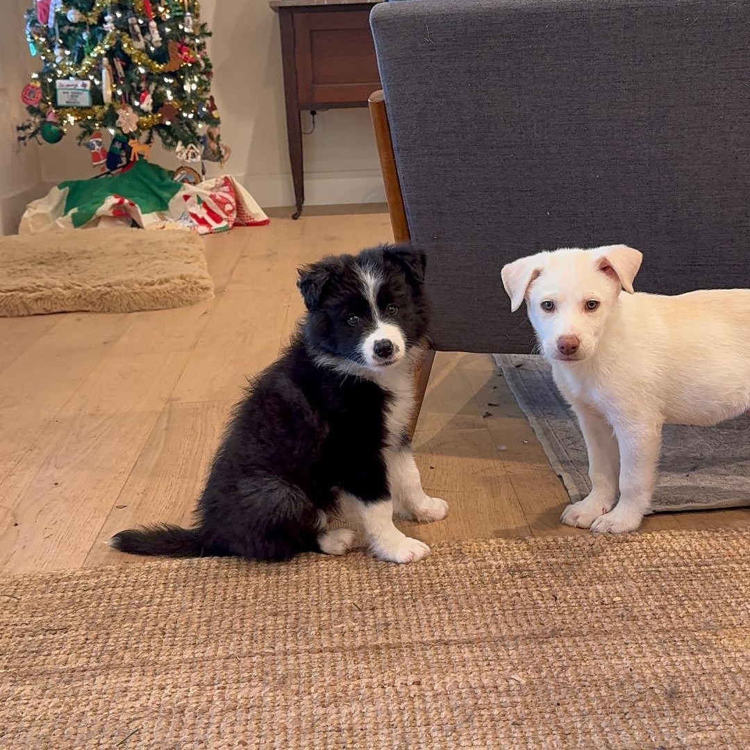 Marshmallow thumbnail 3