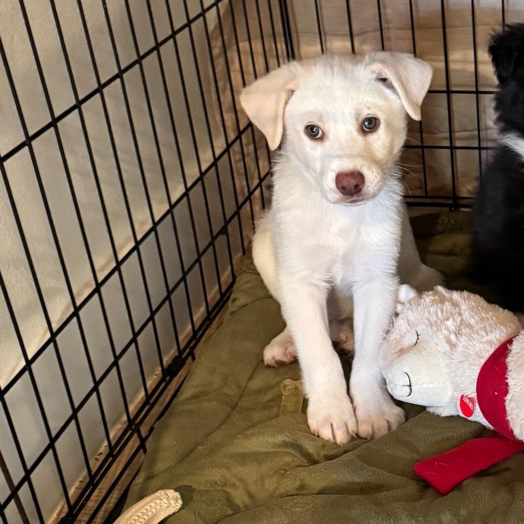 Marshmallow thumbnail 5