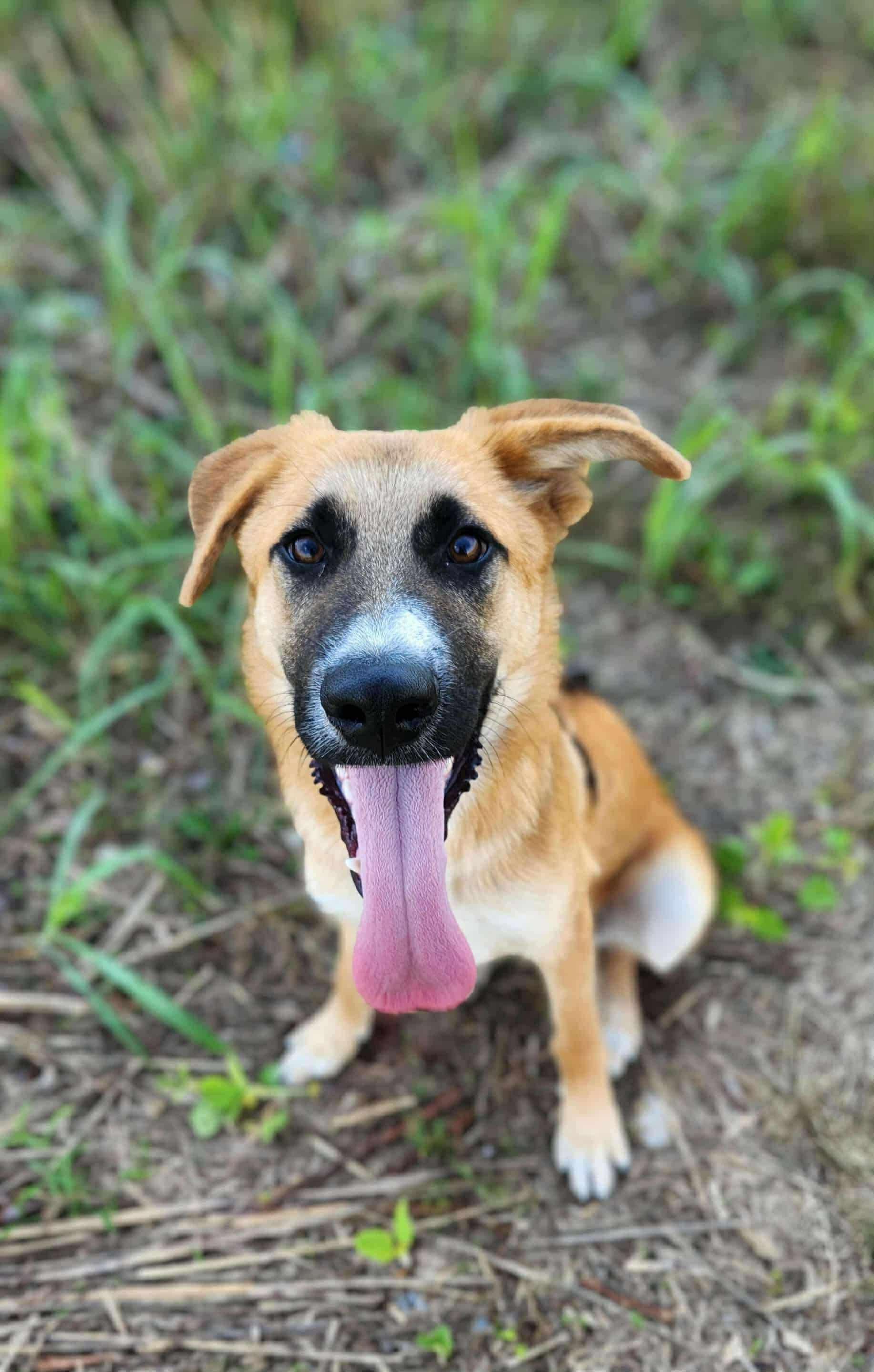 Enlarge Turk, a Adoptable mixed breed in Greenville, KY image 1/2