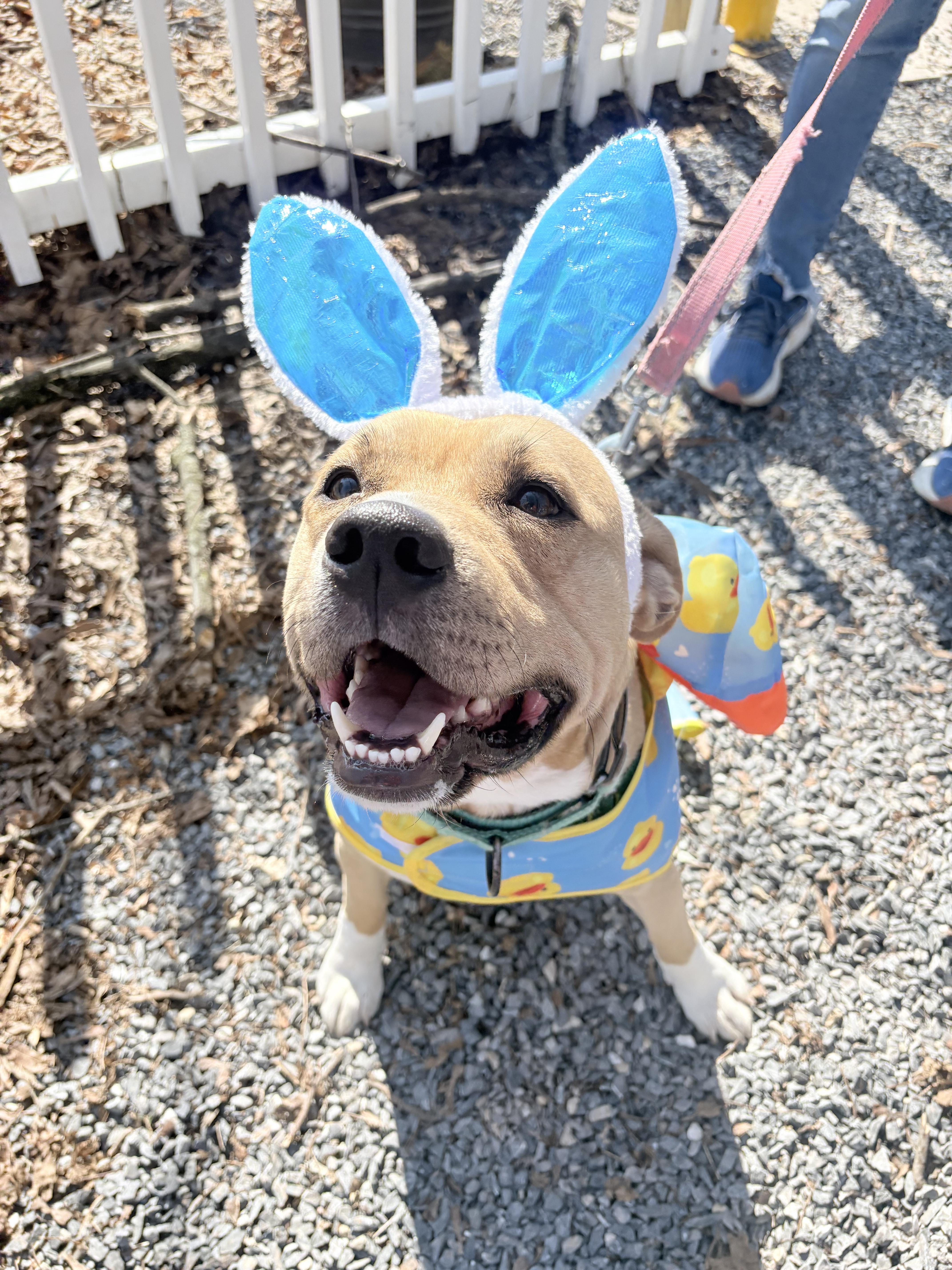 Enlarge Kenobi, a Adoptable Pit Bull Terrier in Dillsburg, PA image 1/6