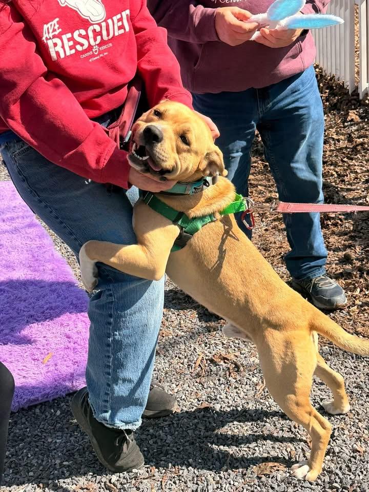 Enlarge Kenobi, a Adoptable Pit Bull Terrier in Dillsburg, PA image 2/6