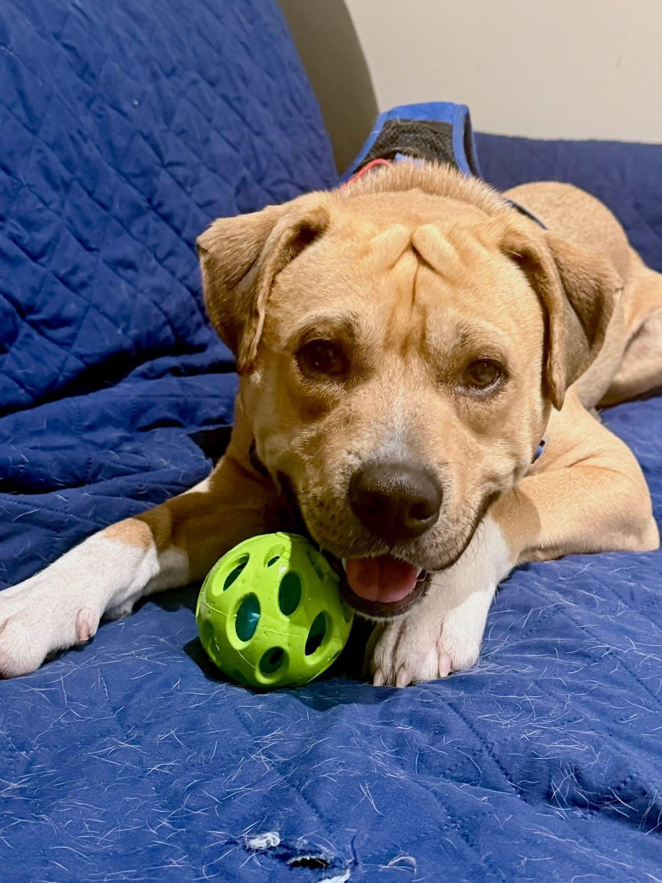 Enlarge Kenobi, a Adoptable Pit Bull Terrier in Dillsburg, PA image 3/6