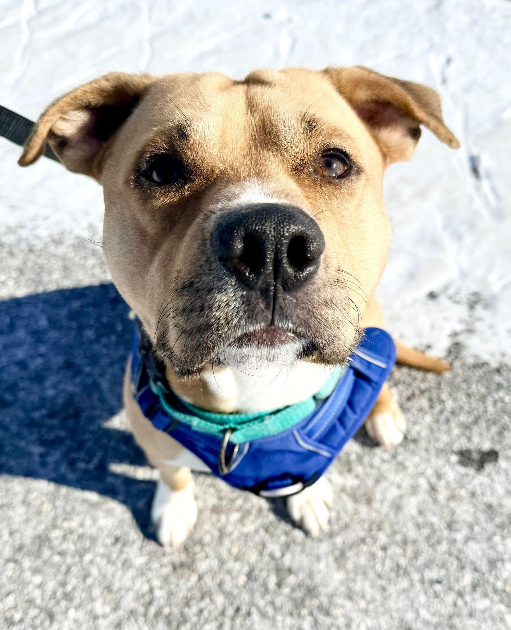 Enlarge Kenobi, a Adoptable Pit Bull Terrier in Dillsburg, PA image 4/6
