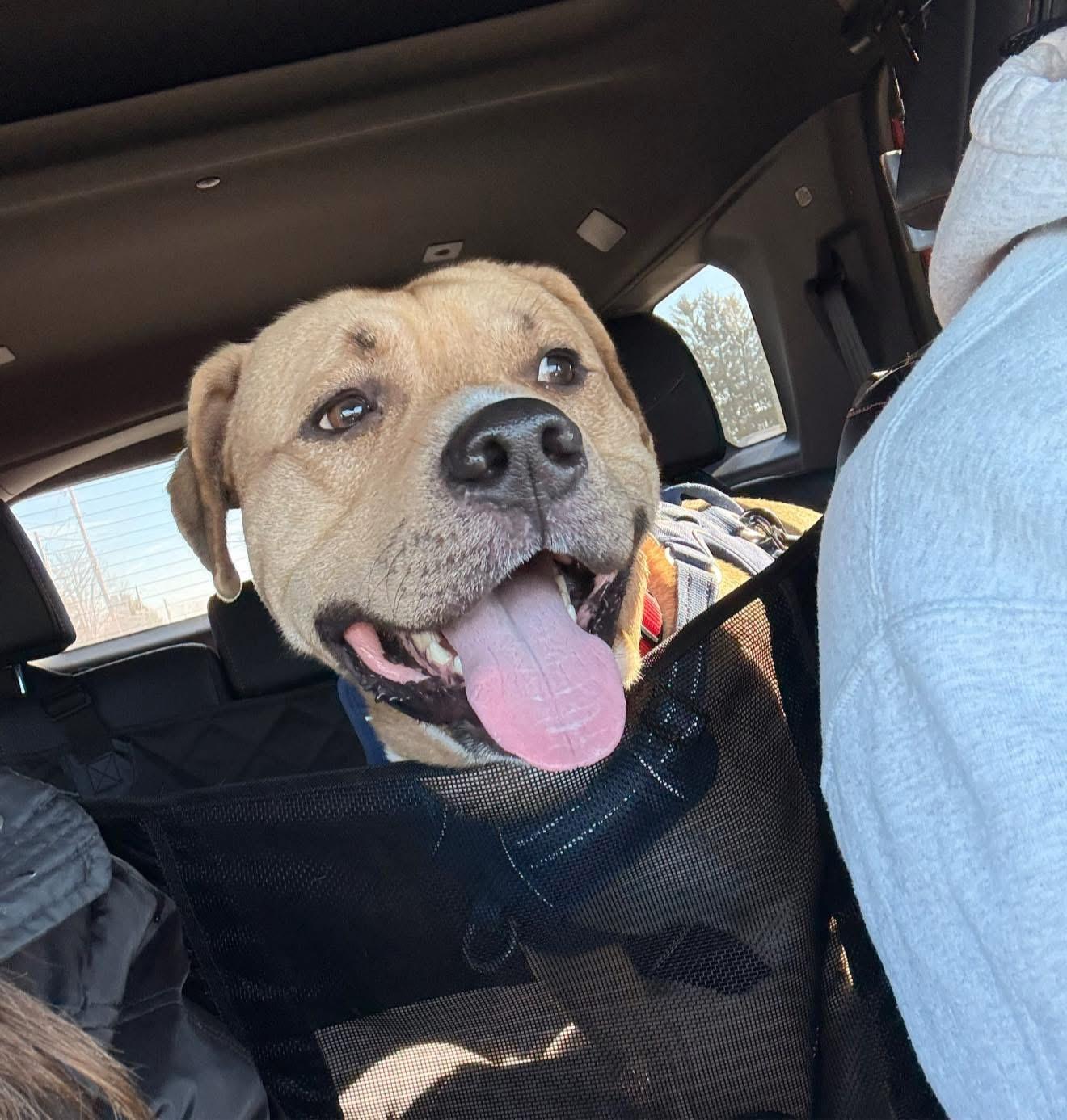 Enlarge Kenobi, a Adoptable Pit Bull Terrier in Dillsburg, PA image 5/6