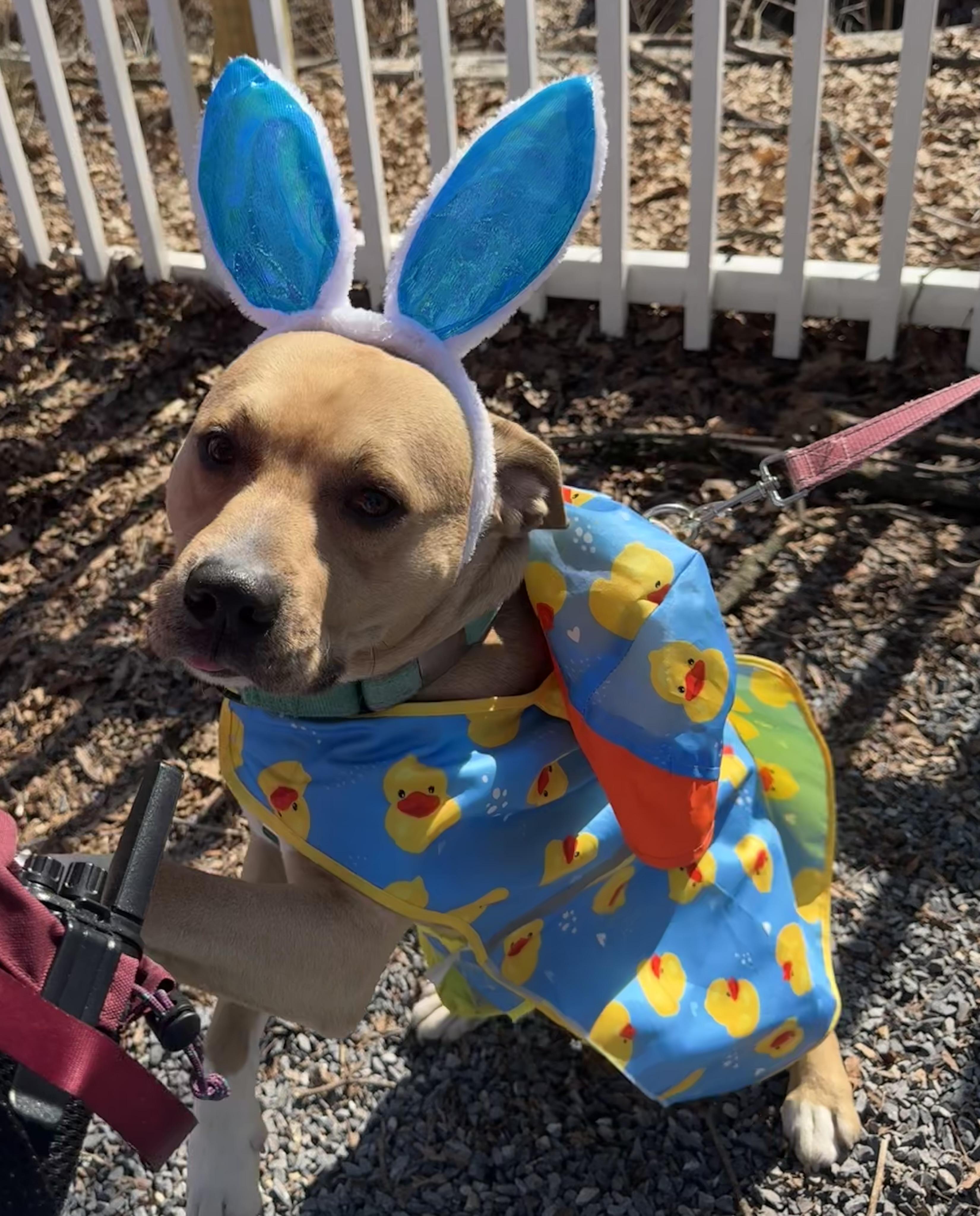 Enlarge Kenobi, a Adoptable Pit Bull Terrier in Dillsburg, PA image 6/6