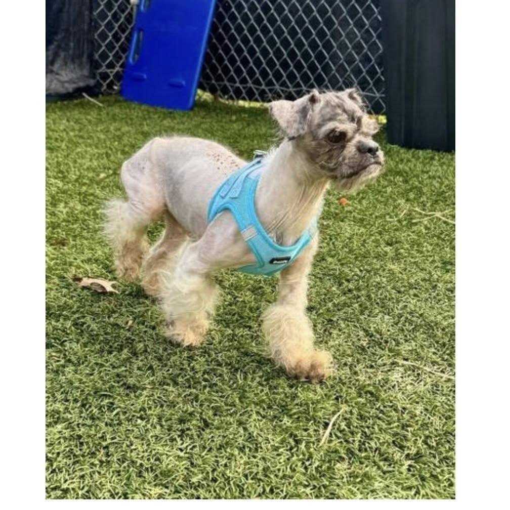 Enlarge Virgil, an adoptable mixed breed in Rockville, MD image 3/5