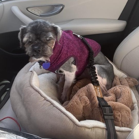 Enlarge Virgil, an adoptable mixed breed in Rockville, MD image 5/5