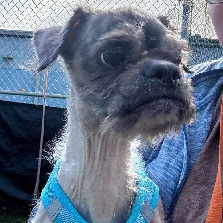 Virgil, adoptable, Senior Male Shih Tzu.