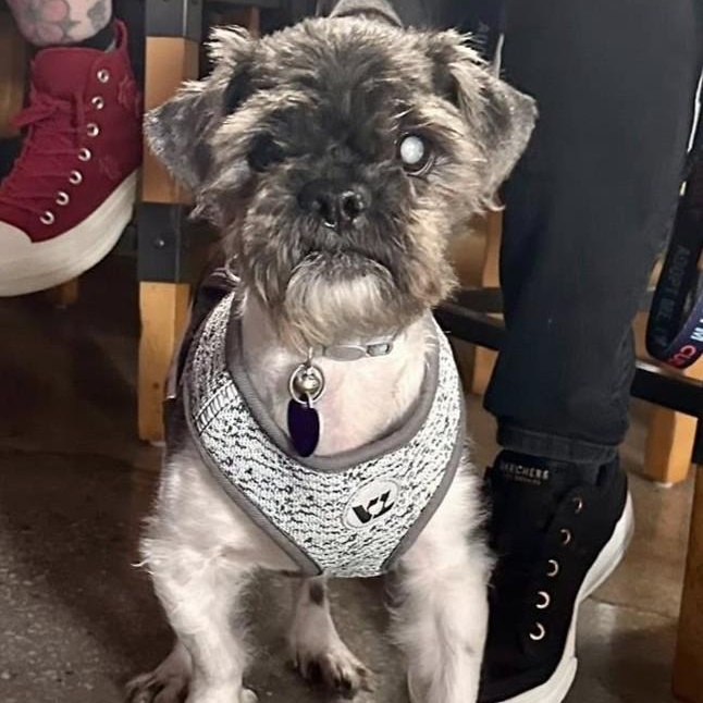 Virgil, adoptable, Senior Male Shih Tzu.