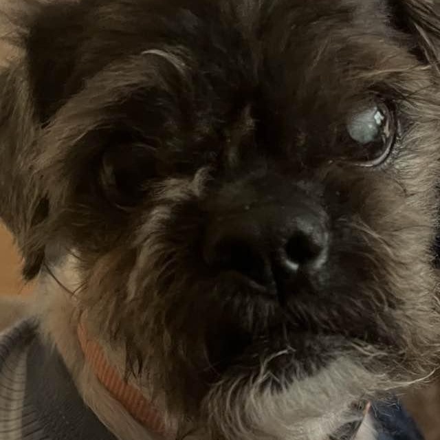 Enlarge Virgil, an adoptable mixed breed in Rockville, MD image 2/5