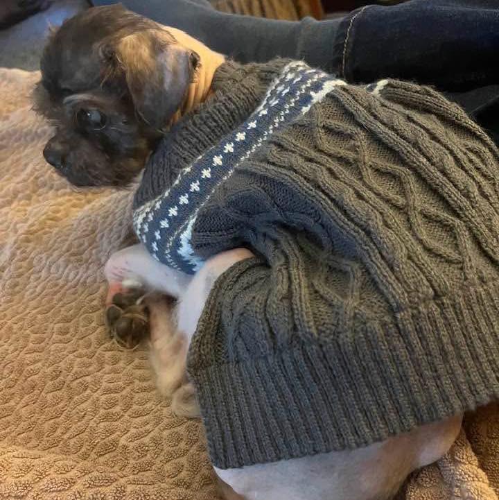 Enlarge Virgil, an adoptable mixed breed in Rockville, MD image 4/5