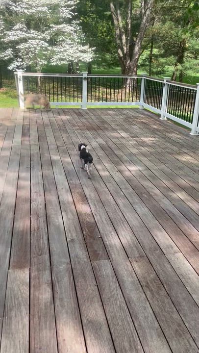Enlarge Virgil, an adoptable mixed breed in Rockville, MD video 5/6