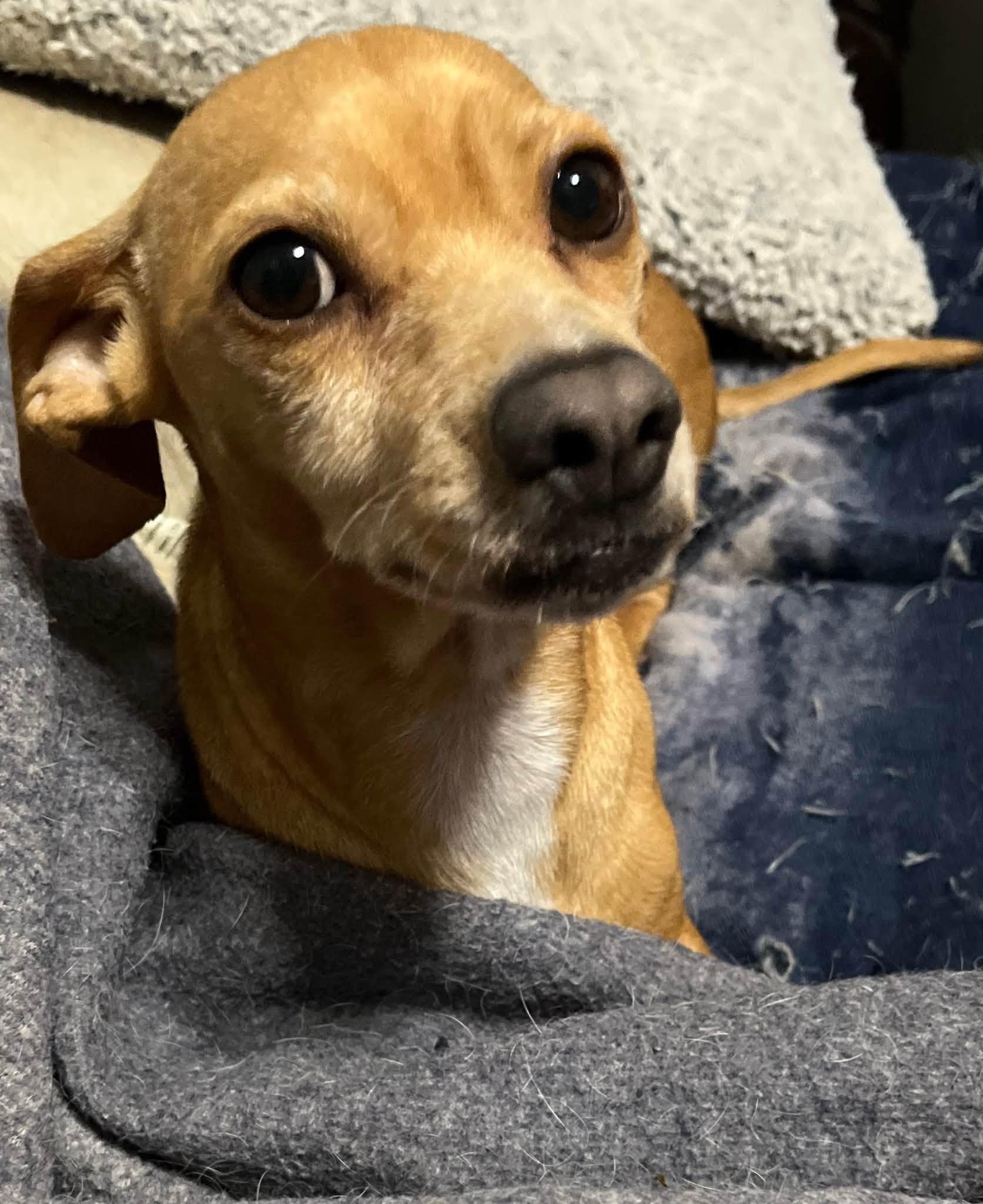 Enlarge Honey, a Adopted mixed breed in Winsted, CT image 2/3