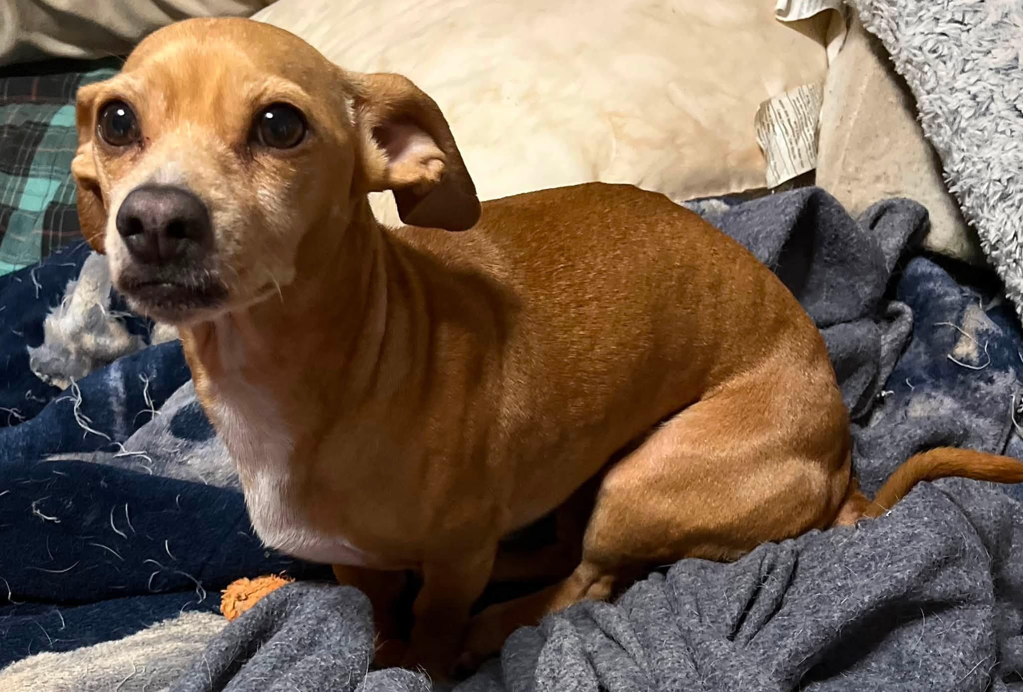 Honey, Adopted, Young Female Chiweenie.