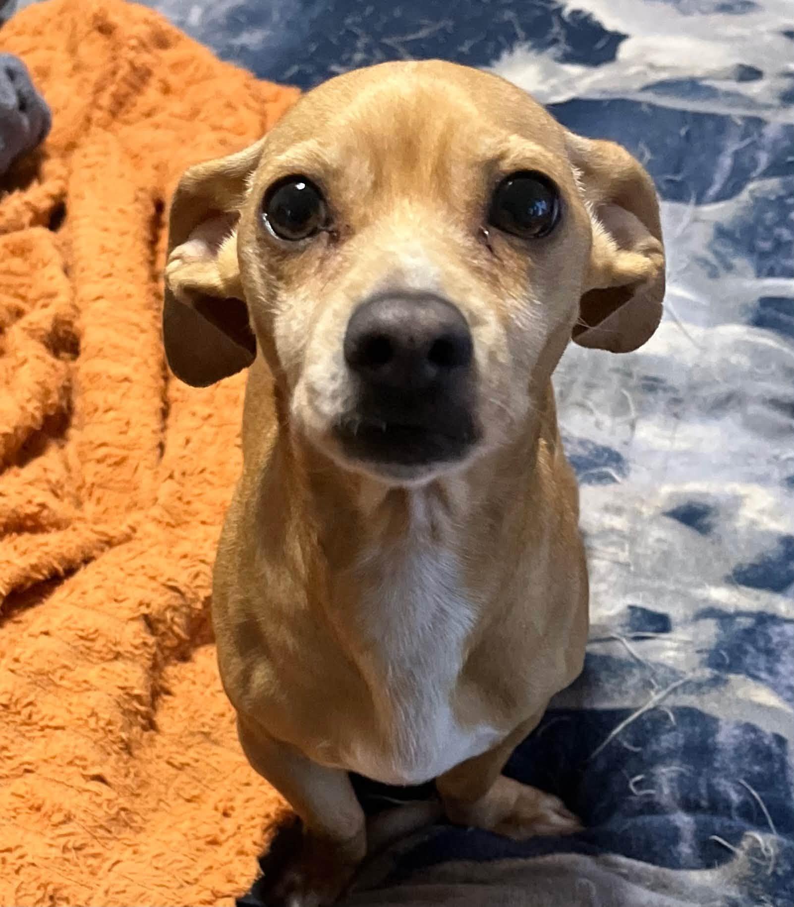 Enlarge Honey, a Adopted mixed breed in Winsted, CT image 3/3