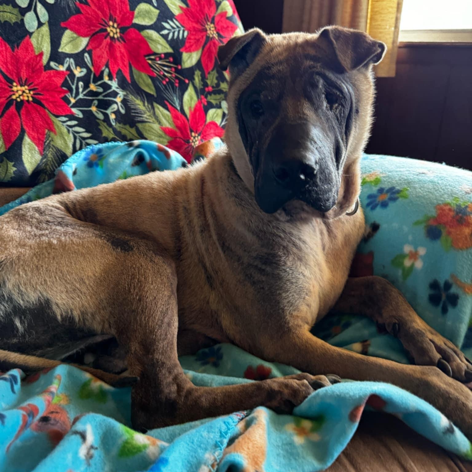 CREED, a Adoptable mixed breed in Cameron, NC image 1/3