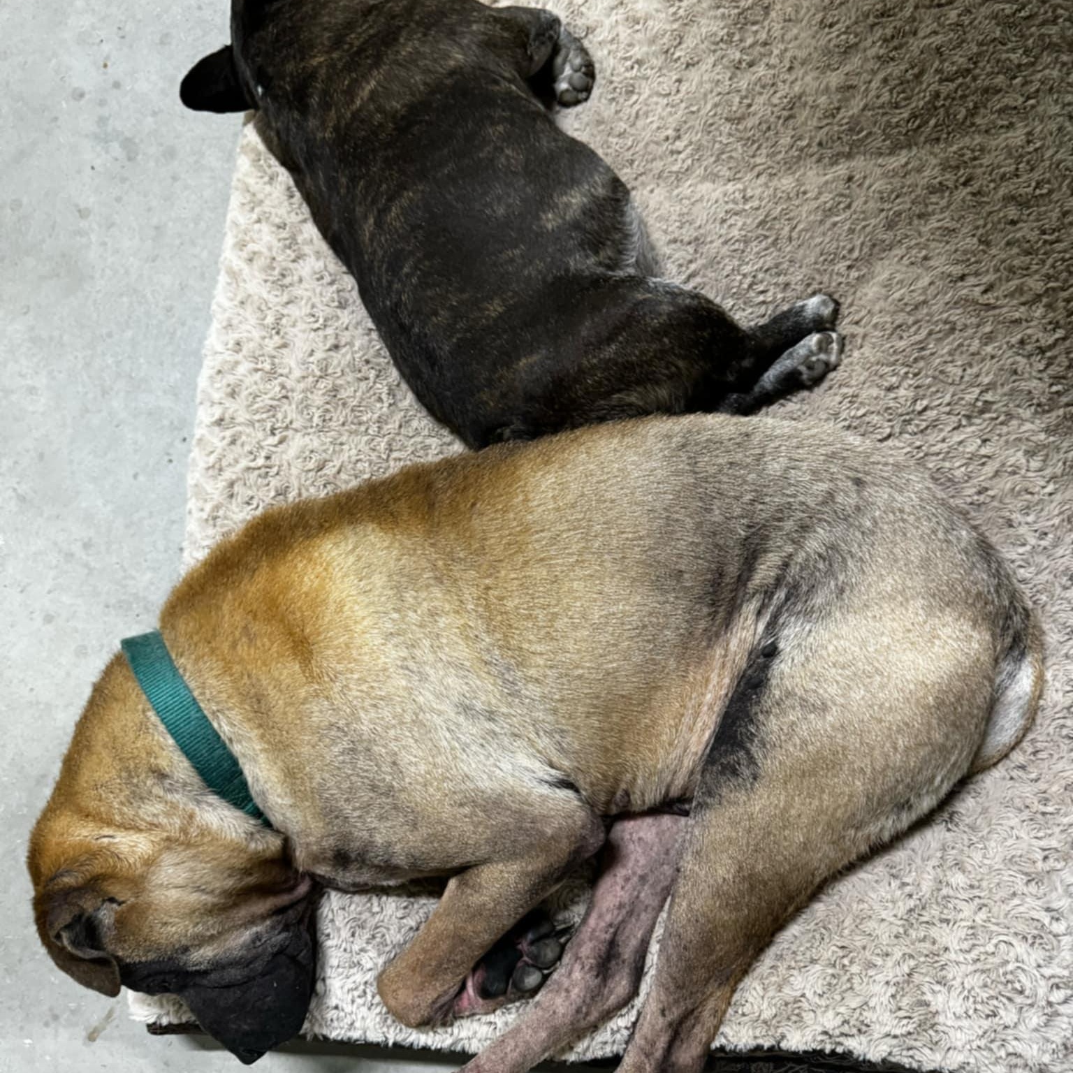 CREED, a Adoptable mixed breed in Cameron, NC image 2/3