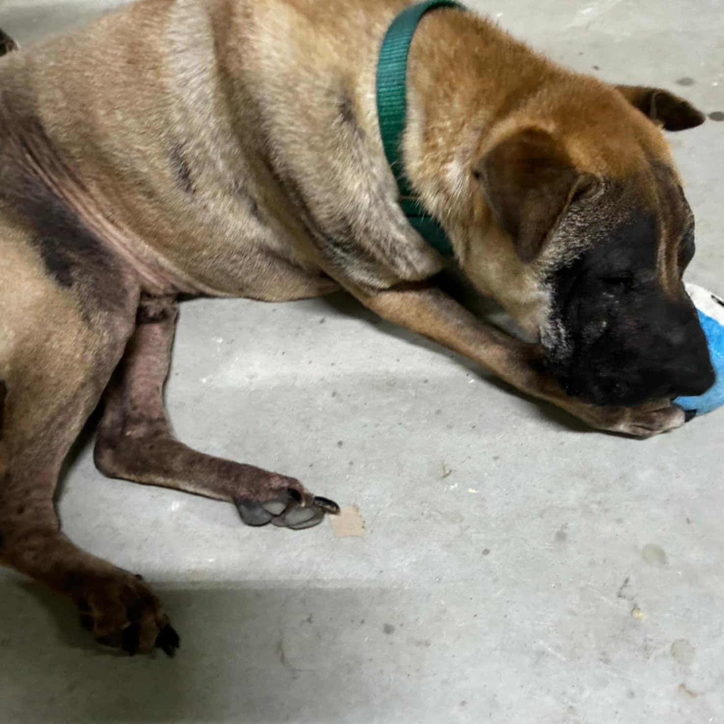 CREED, a Adoptable mixed breed in Cameron, NC image 3/3