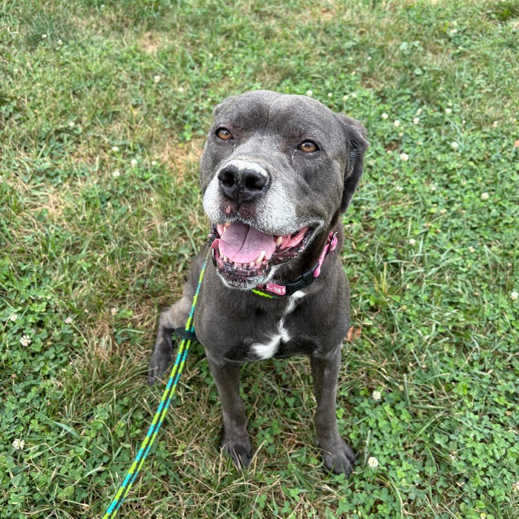 Lola, Adoptable, Adult Female Boxer & Mixed Breed.