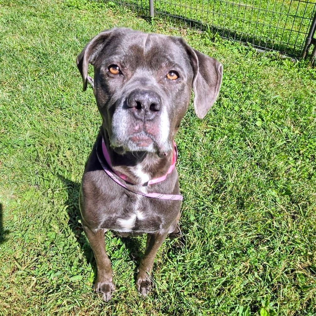 Enlarge Lola, a Adoptable mixed breed in Batavia, OH image 2/6