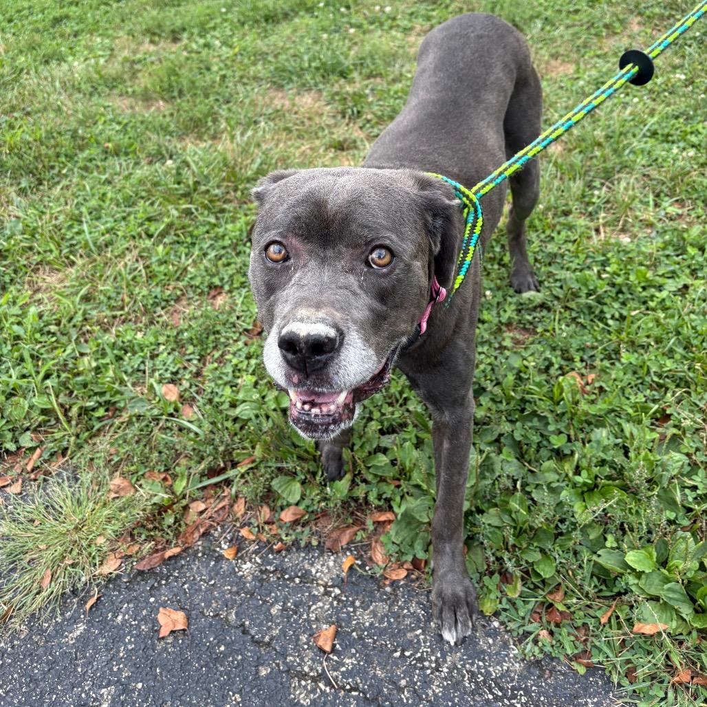 Enlarge Lola, a Adoptable mixed breed in Batavia, OH image 3/6