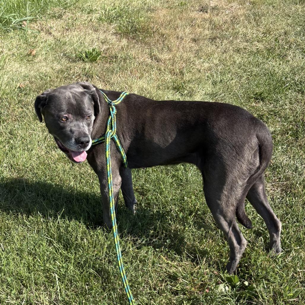 Enlarge Lola, a Adoptable mixed breed in Batavia, OH image 4/6