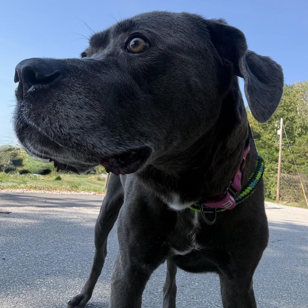 Enlarge Lola, a Adoptable mixed breed in Batavia, OH image 5/6