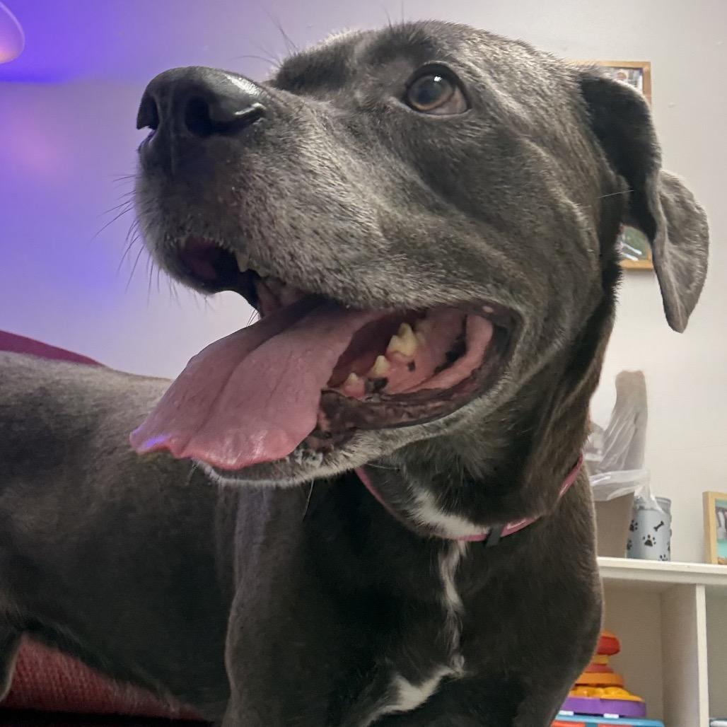 Enlarge Lola, a Adoptable mixed breed in Batavia, OH image 6/6