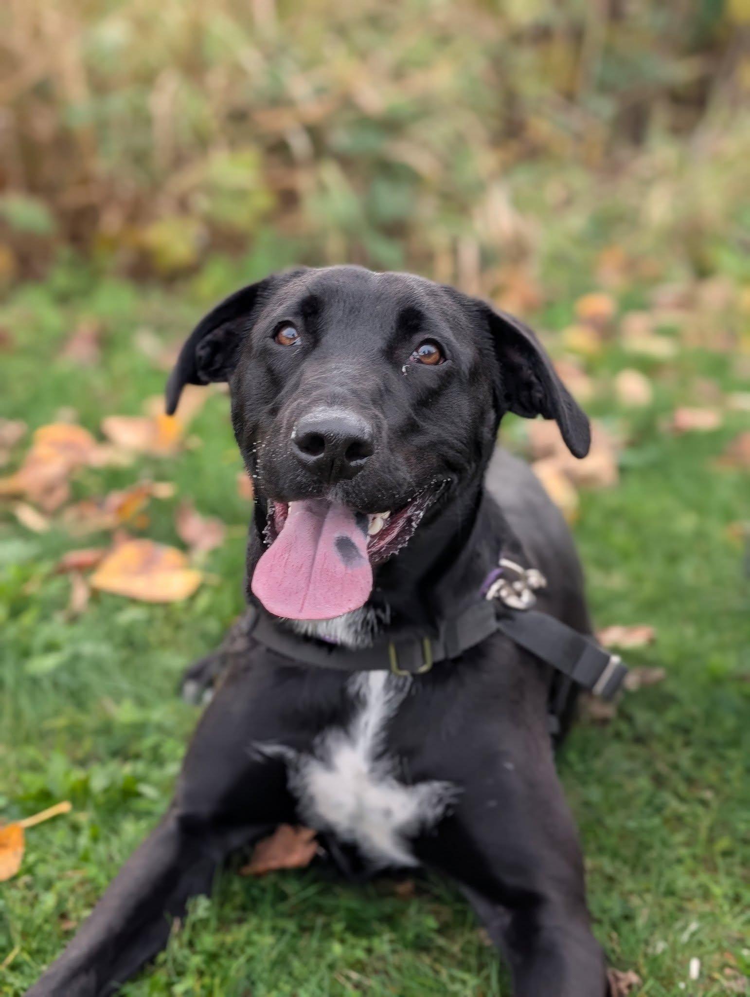 Papas, an adoptable Labrador Retriever in Bellingham, WA, 98226 | Photo Image 4