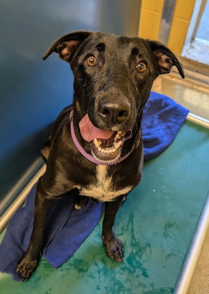 Papas, an adoptable Labrador Retriever in Bellingham, WA, 98226 | Photo Image 2