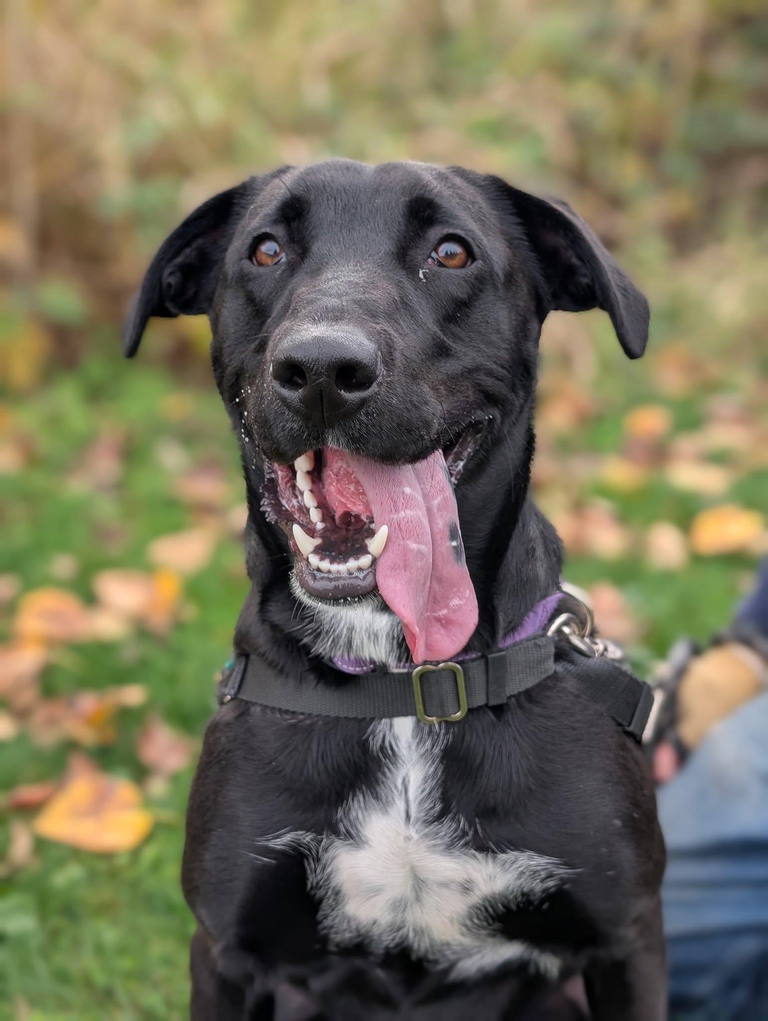 Papas, an adoptable Labrador Retriever in Bellingham, WA, 98226 | Photo Image 6