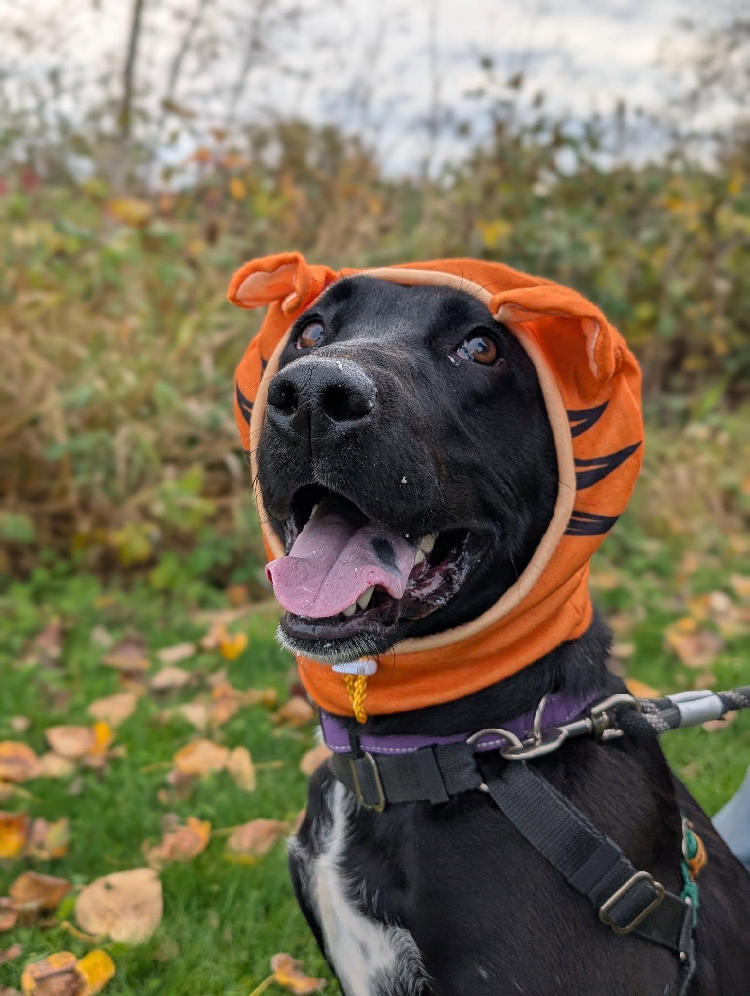 Papas, an adoptable Labrador Retriever in Bellingham, WA, 98226 | Photo Image 1