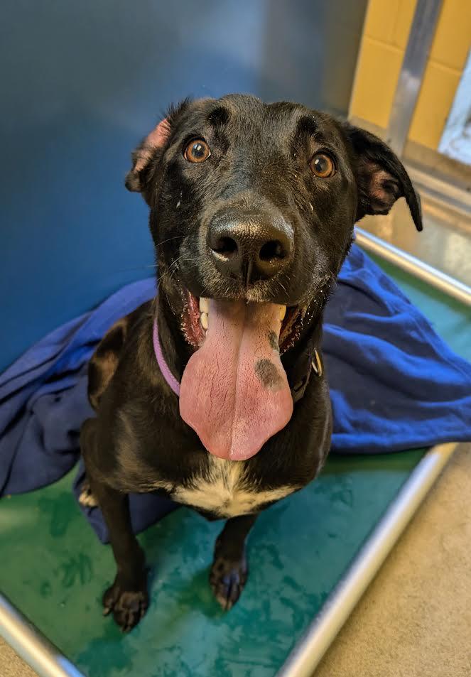 Papas, an adoptable Labrador Retriever in Bellingham, WA, 98226 | Photo Image 3