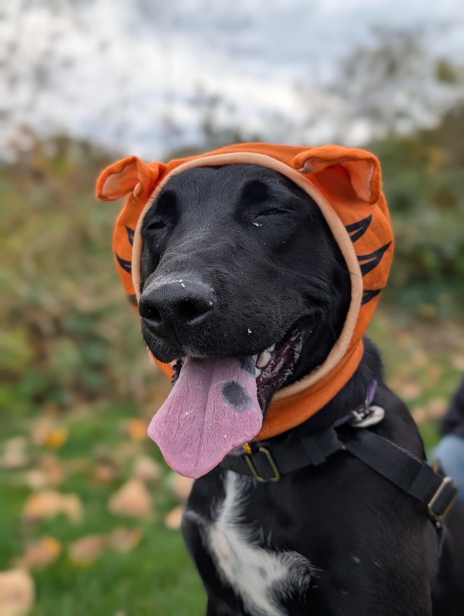Papas, an adoptable Labrador Retriever in Bellingham, WA, 98226 | Photo Image 5