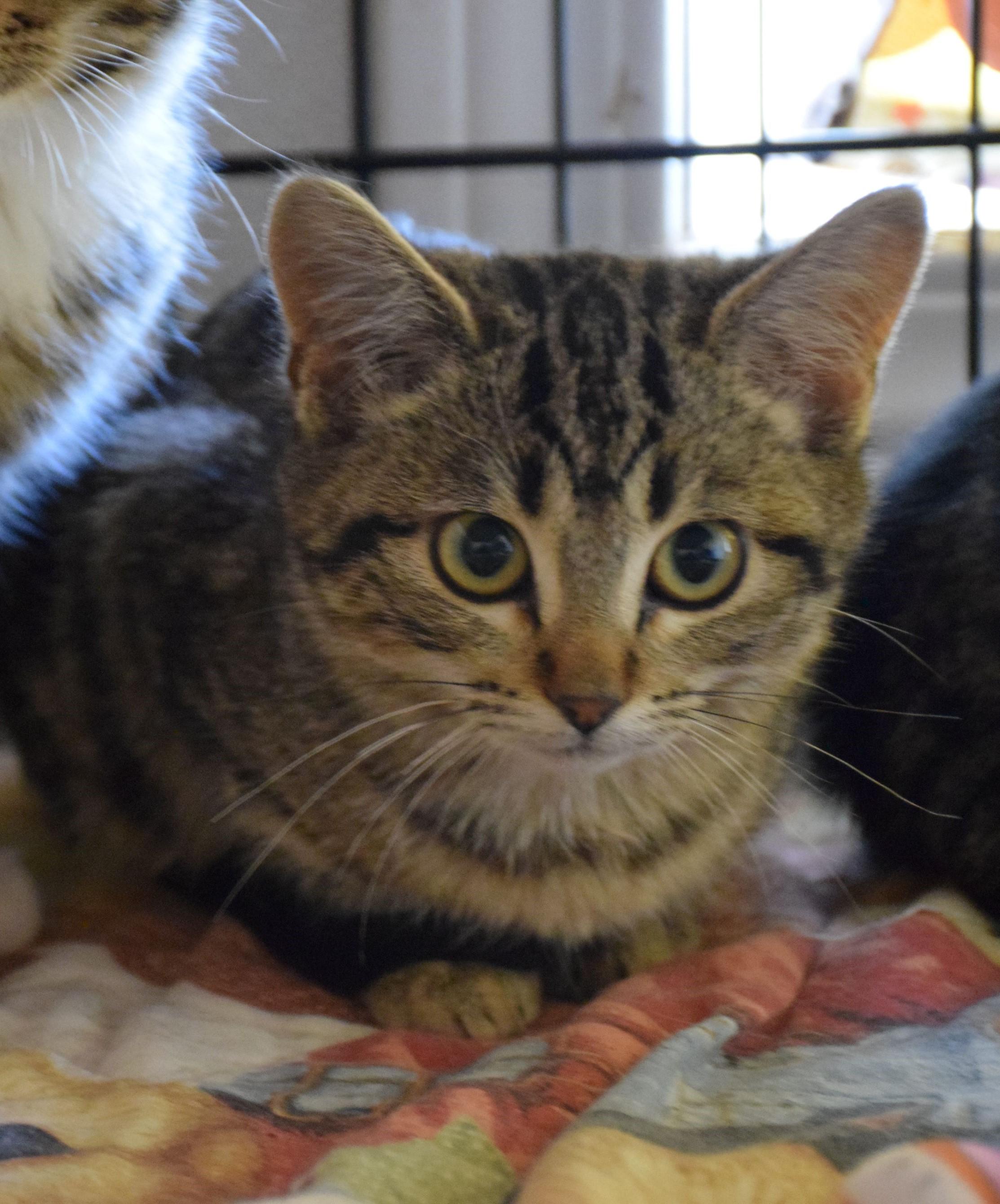 Lainey, a Adoptable Tabby in Claresholm, AB image 2/2