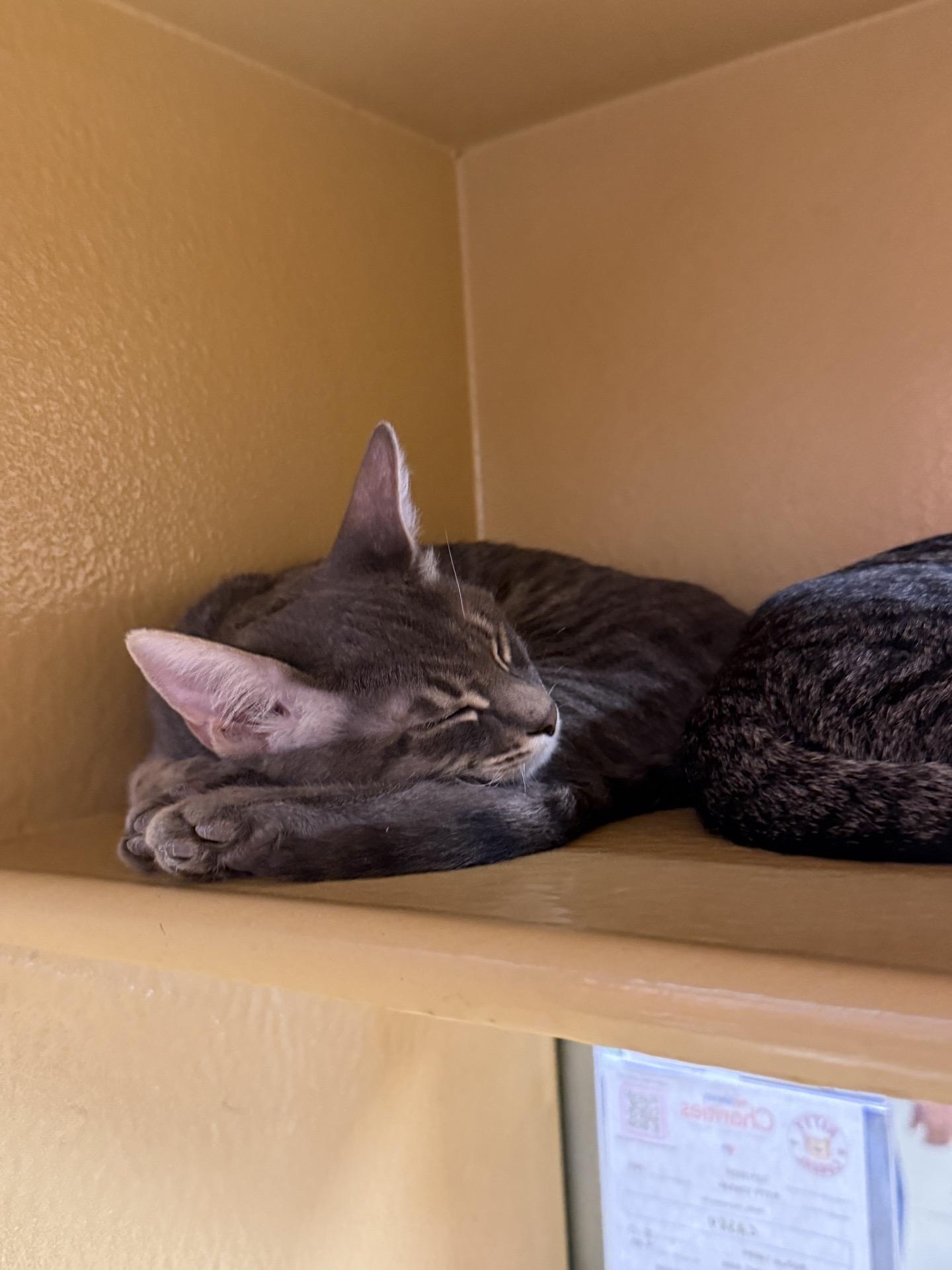 John Dutton, a ADOPTABLE Domestic Short Hair in Covina , CA image 4/4