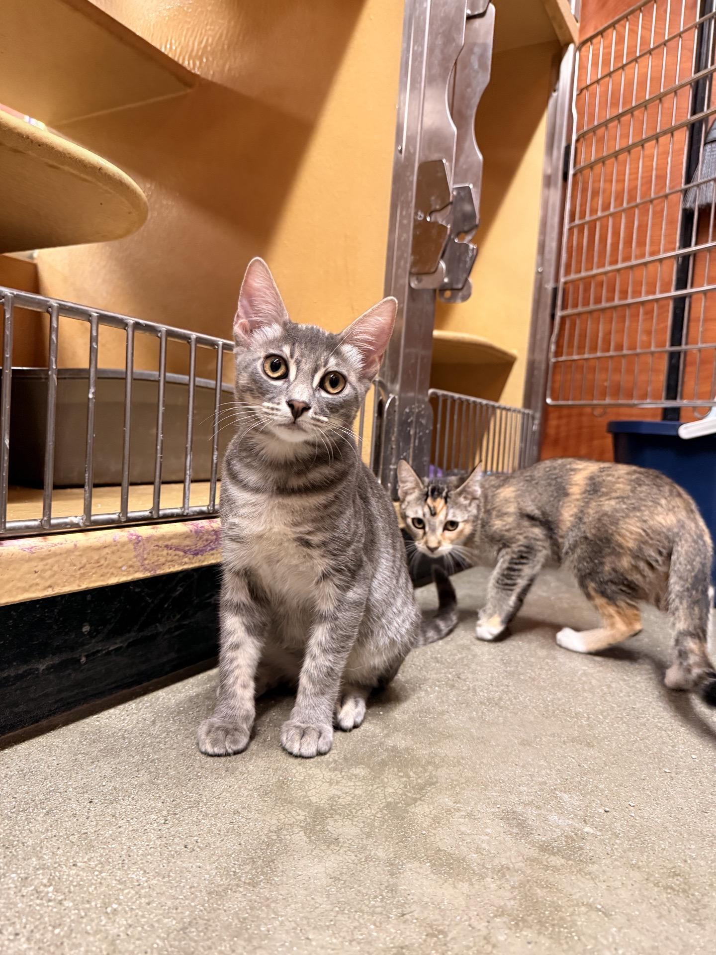 John Dutton, a ADOPTABLE Domestic Short Hair in Covina , CA image 3/4