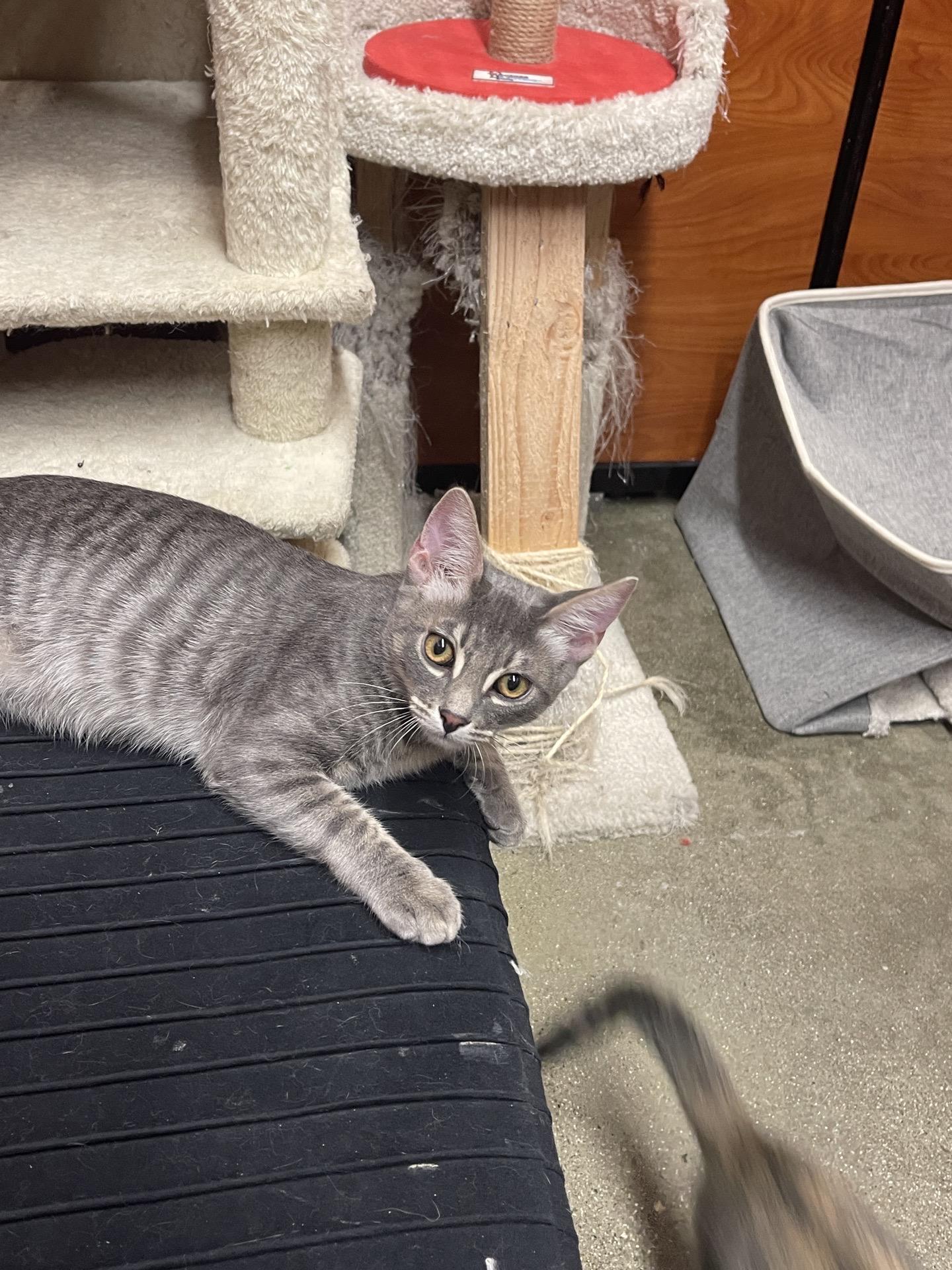 John Dutton, ADOPTABLE, Young Male Domestic Short Hair.